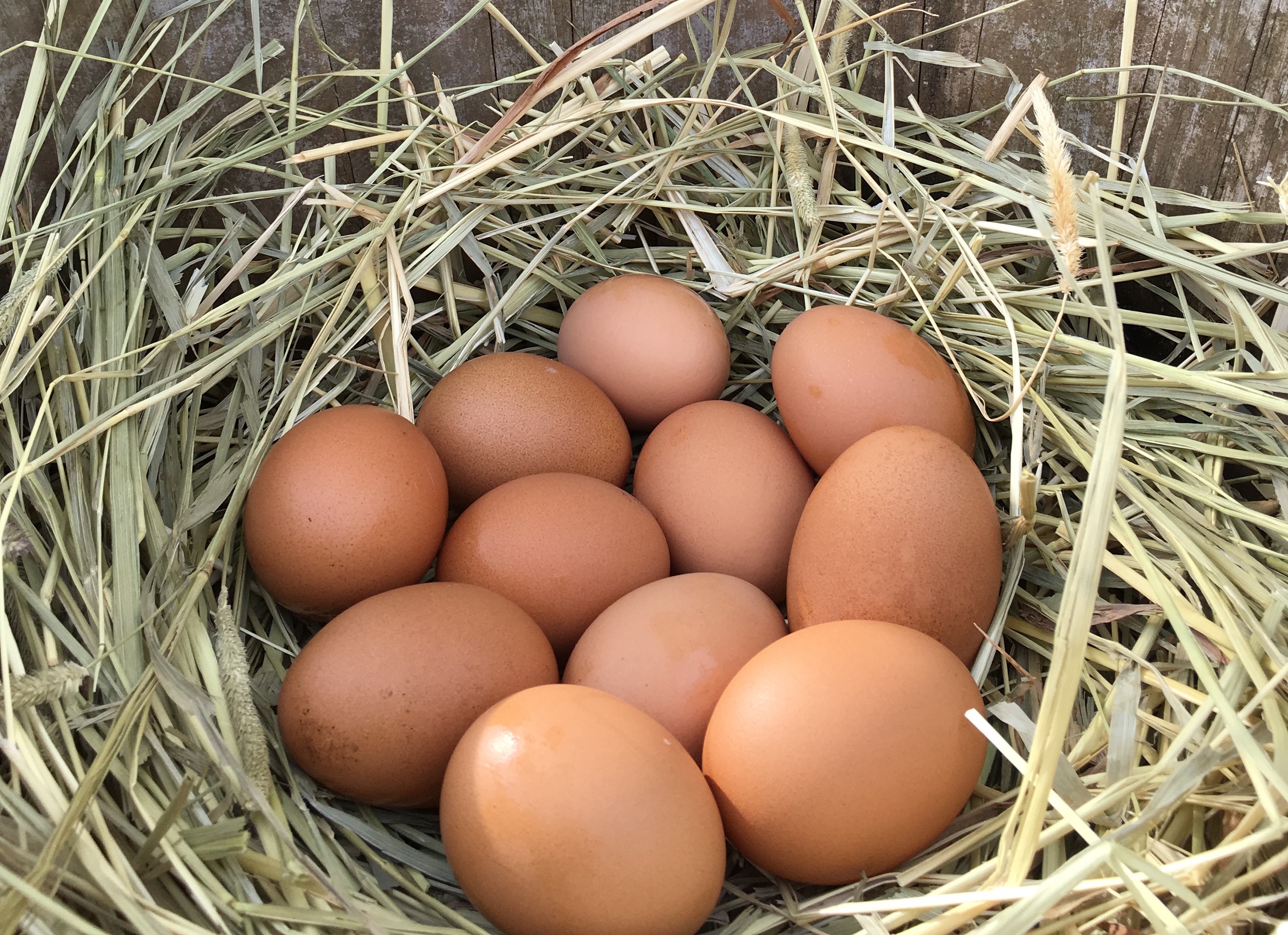 産みたての卵、自家製野菜やハーブも栽培 